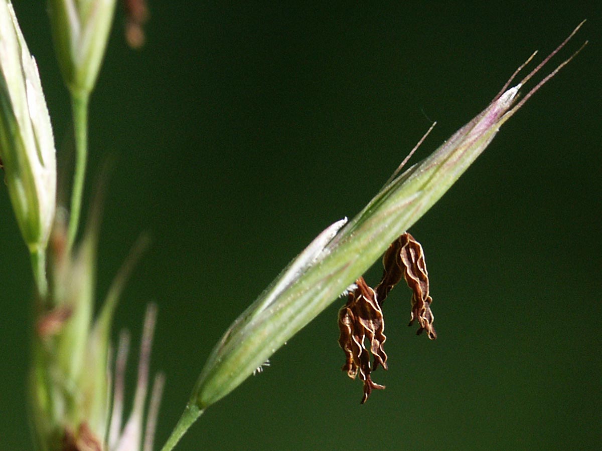 Ährchen